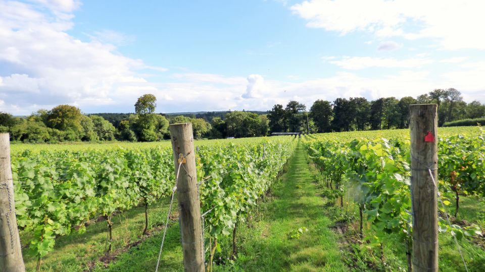 London: Full-Day English Wine Tour with Lunch - How English wine becomes the point of the day