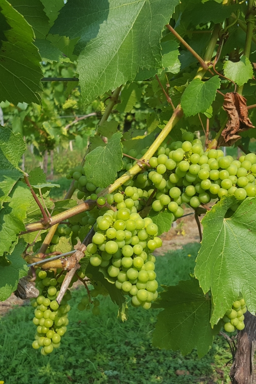 London: Full-Day English Wine Tour with Lunch - Stop one: stretch your legs, then taste with a sparkling reset