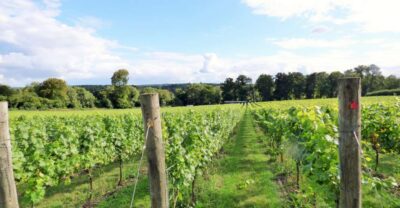London: Full-Day English Wine Tour with Lunch - Meeting near London Bridge and the 8-hour flow