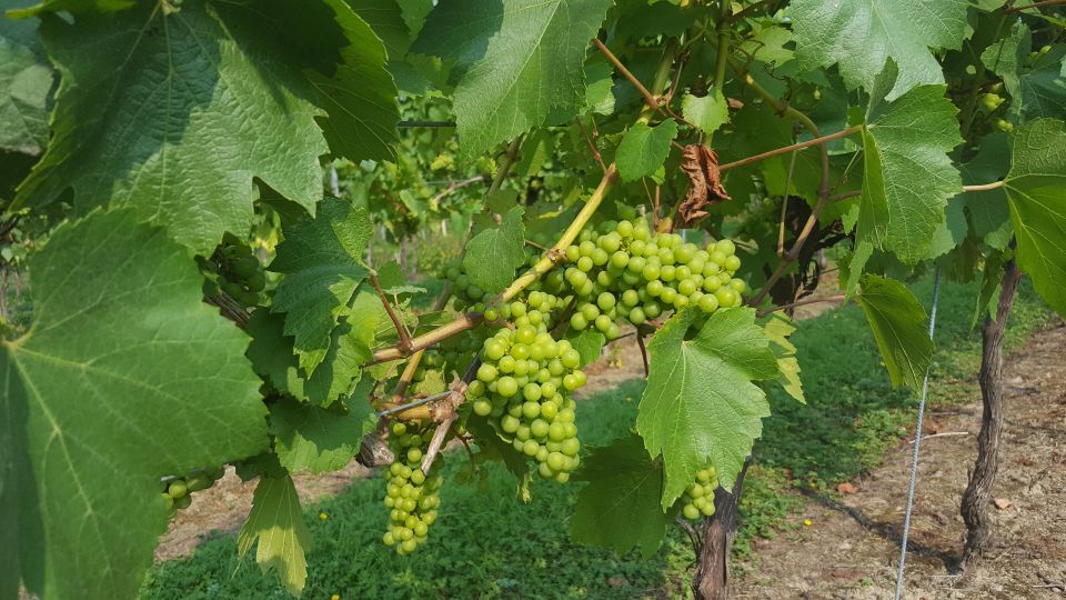London: Full-Day English Wine Tour with Lunch - The 1 PM lunch at a gastro-English pub (with a wine glass)